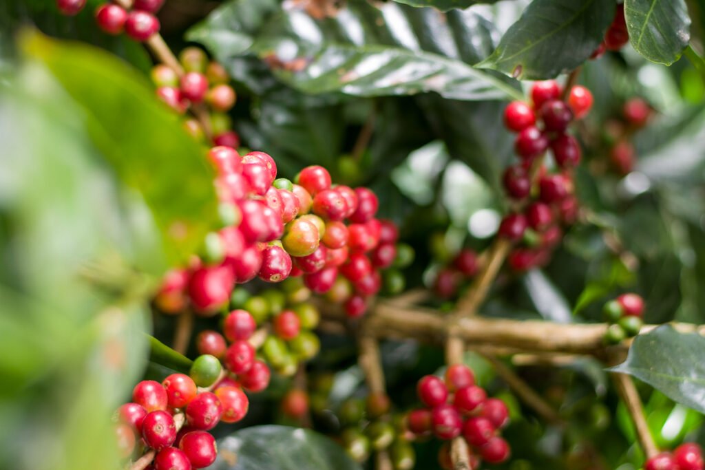 04 - La Esmeralda - De La Finca Coffee Importers.