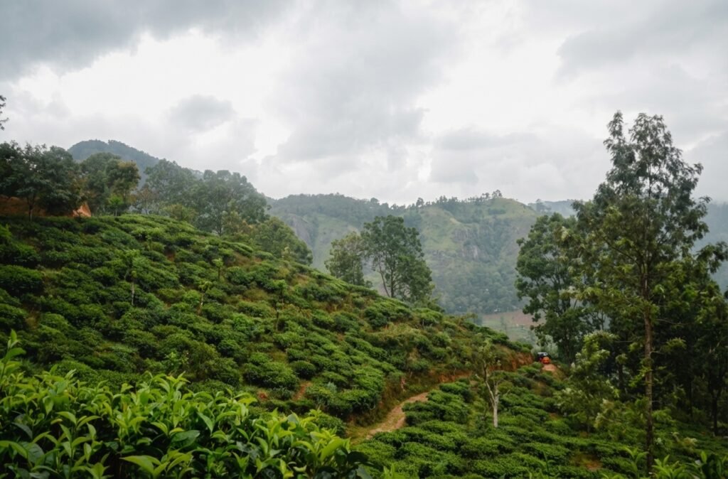 Generated Image November 25, 2025 - 3_05PM