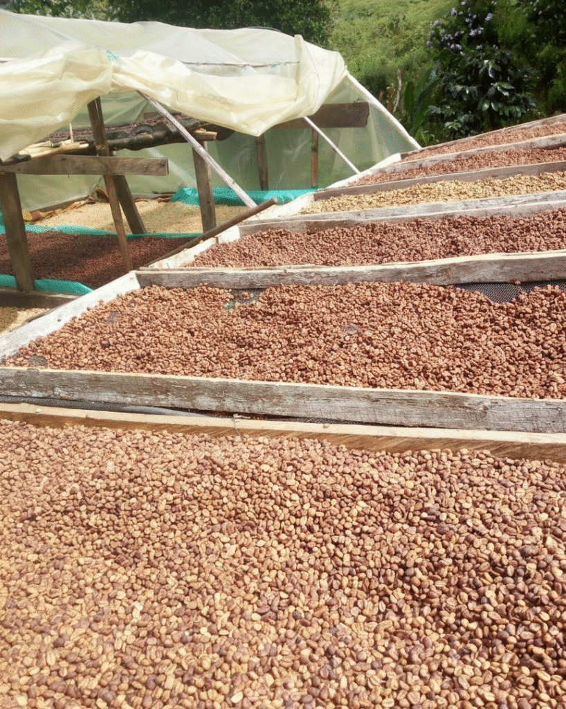 Generated Image November 25, 2025 - 3_12PM