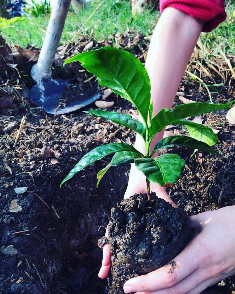 sembrando-plantulas-de